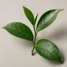 Green tea extract