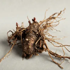 Rhodiola